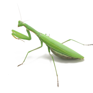 Mantis PNG