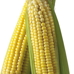 Corn PNG