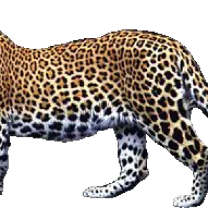 Leopard PNG