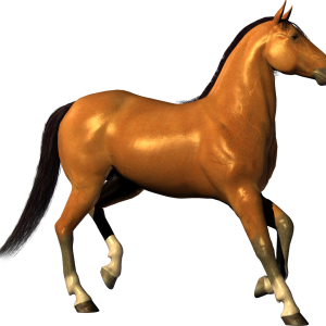 Horse png image