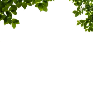 Bush PNG image