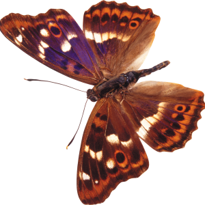 Butterfly PNG