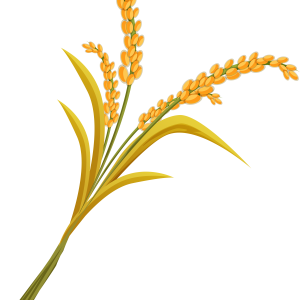 Wheat PNG