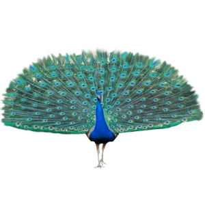Peacock PNG