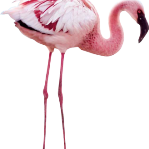 Flamingo PNG