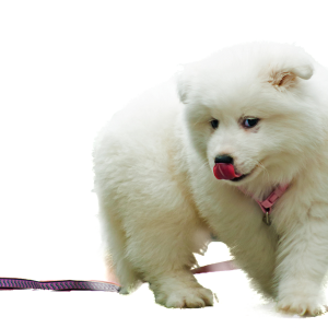 Samoyed PNG