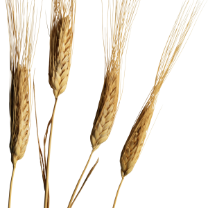 Wheat PNG