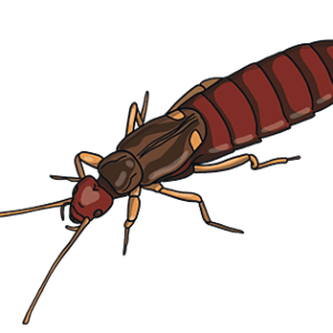Earwig PNG