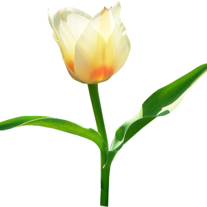 Tulip PNG image