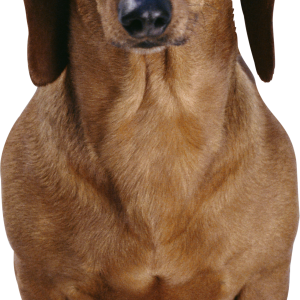 Dog PNG