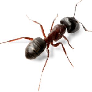 ant PNG