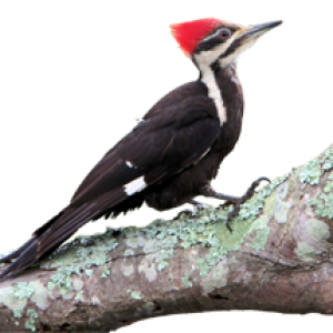 Woodpecker PNG