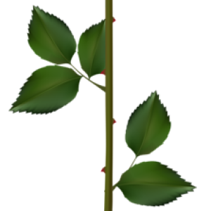 Rose PNG