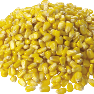 Corn PNG image