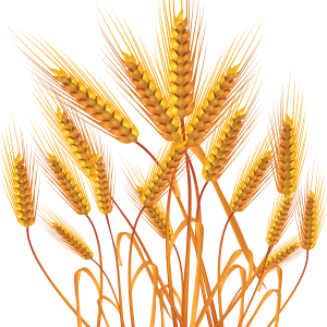 Wheat PNG