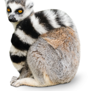 Lemur PNG