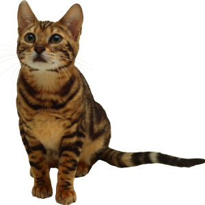 kitten png image, free download picture