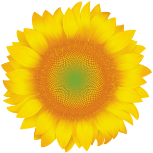 Sunflower PNG