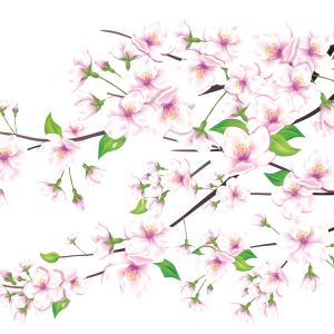 Sakura PNG