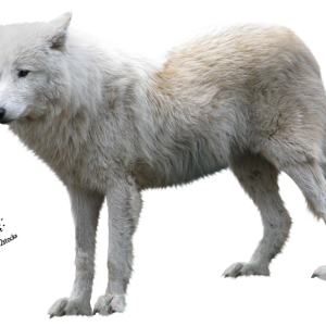 Wolf PNG