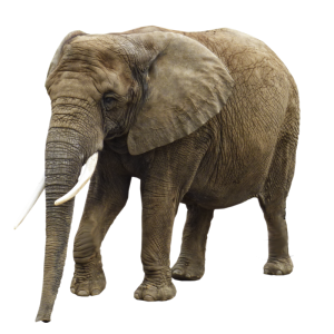 Elephant PNG