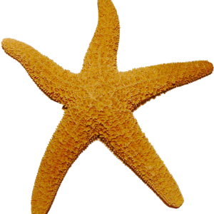Starfish PNG