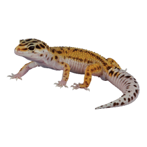 Gecko PNG