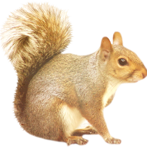 Squirrel PNG