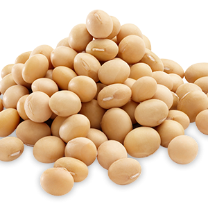 Soybean PNG