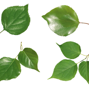 Green leaf PNG