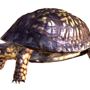 Turtle PNG