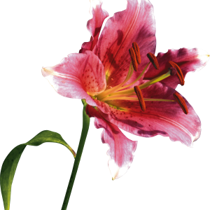 Lilium PNG