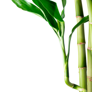 Bamboo PNG