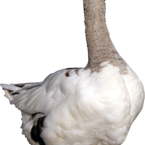 Goose PNG