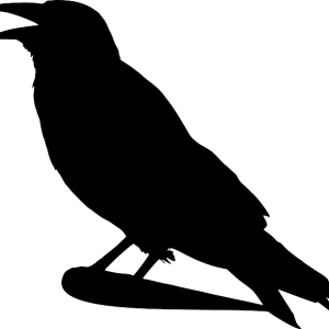 Raven PNG