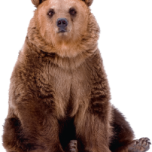 bear PNG
