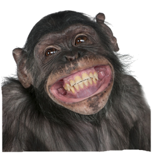 Monkey PNG