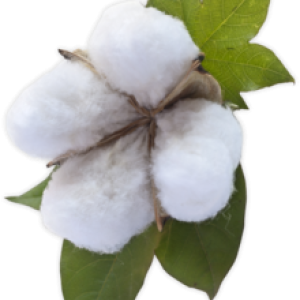 Cotton PNG
