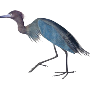 Heron PNG
