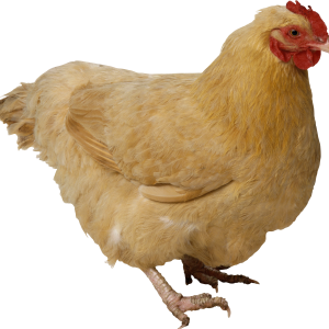Chicken PNG image