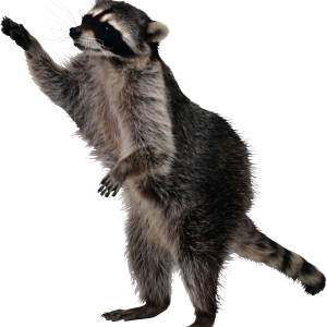 Raccoon PNG
