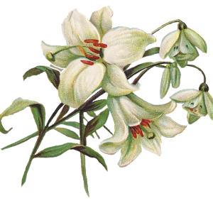 Lilium PNG