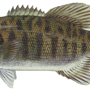 fish PNG image