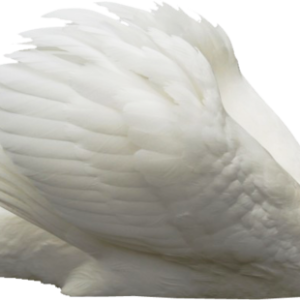 Swan PNG