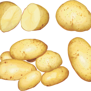 Potato png images