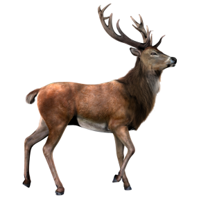 Deer PNG image
