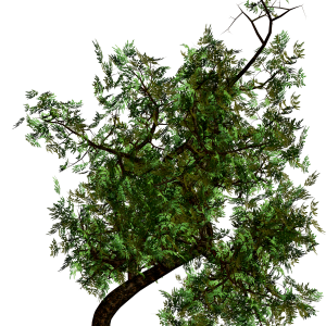 tree png image