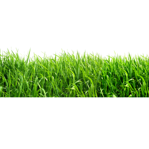 field of grass PNG