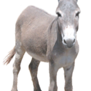 Donkey PNG