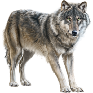 Wolf PNG